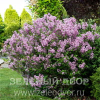 Вид 4
