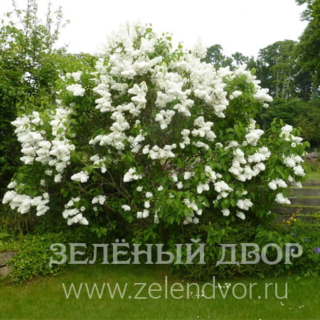 Вид 1