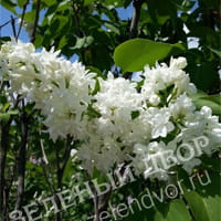 Вид 2