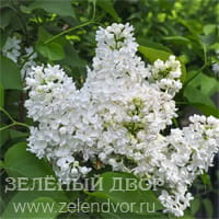 Вид 3