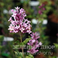 Вид 4