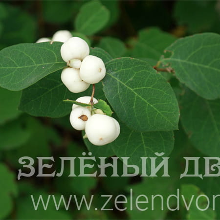 Вид 1