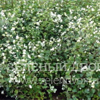 Вид 4