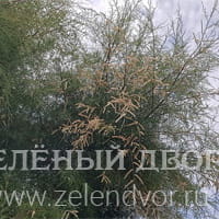Вид 3