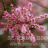 Вид 2