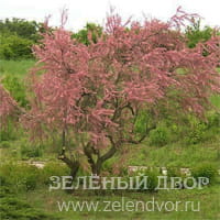 Вид 4