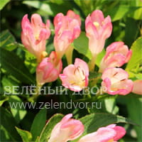 Вид 4