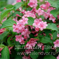 Вид 2