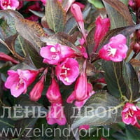 Вид 4