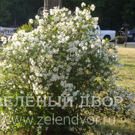 Вид 1