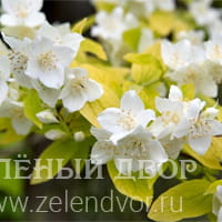 Вид 3