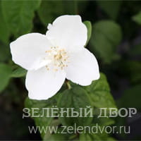 Вид 4
