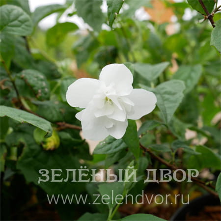 Вид 1
