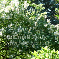 Вид 2
