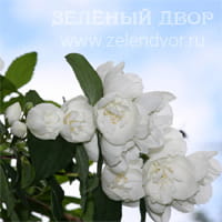 Вид 4