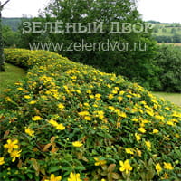 Вид 4