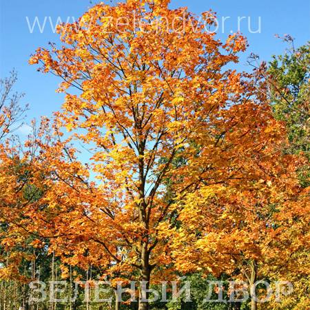 Вид 1