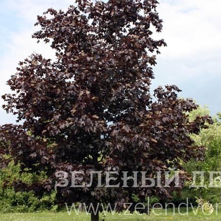 Вид 1