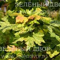 Вид 3