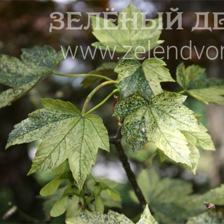 Вид 1