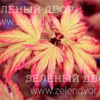 Вид 2