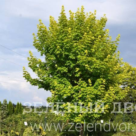 Вид 1