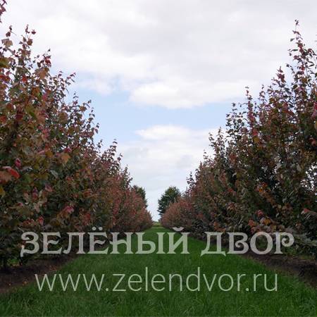 Вид 1