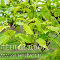 Вид 4
