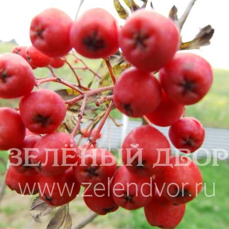 Вид 1