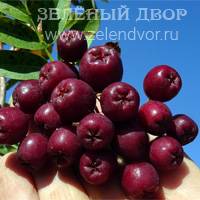 Вид 4