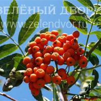 Вид 3