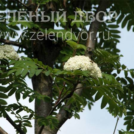 Вид 1