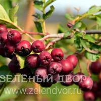 Вид 4
