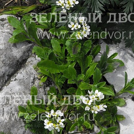 Вид 1