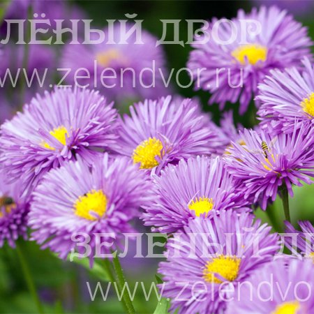 Вид 1