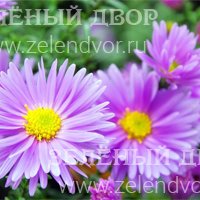 Вид 2