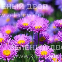 Вид 4