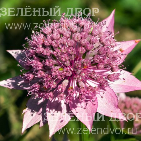 Вид 1
