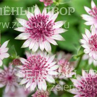 Вид 3