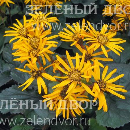 Вид 1