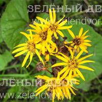Вид 3