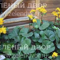 Вид 4