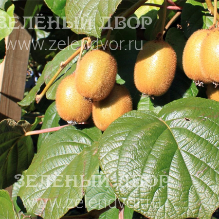 Вид 1