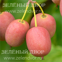 Вид 2
