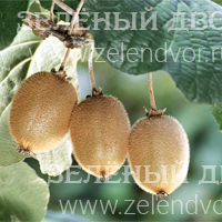 Вид 3