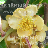 Вид 4