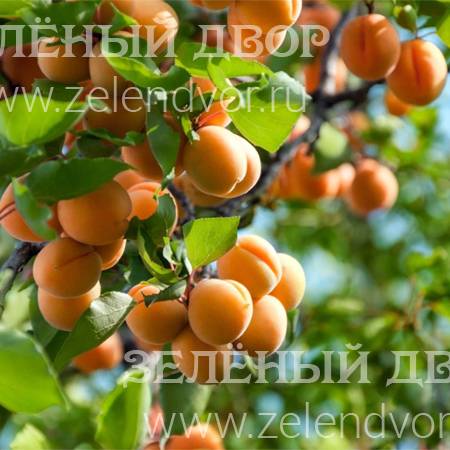 Вид 1