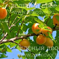 Вид 2