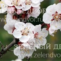 Вид 3