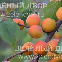 Вид 4